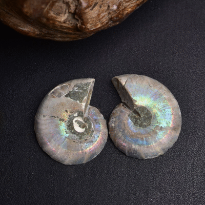 Natural Ammonite Fossil Pair Slice for Jewelry Making & Home Décor | ArvnDao