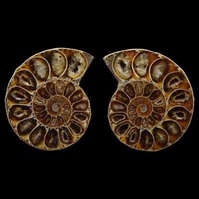 Natural Ammonite Fossil Pair Slice for Jewelry Making & Home Décor | ArvnDao